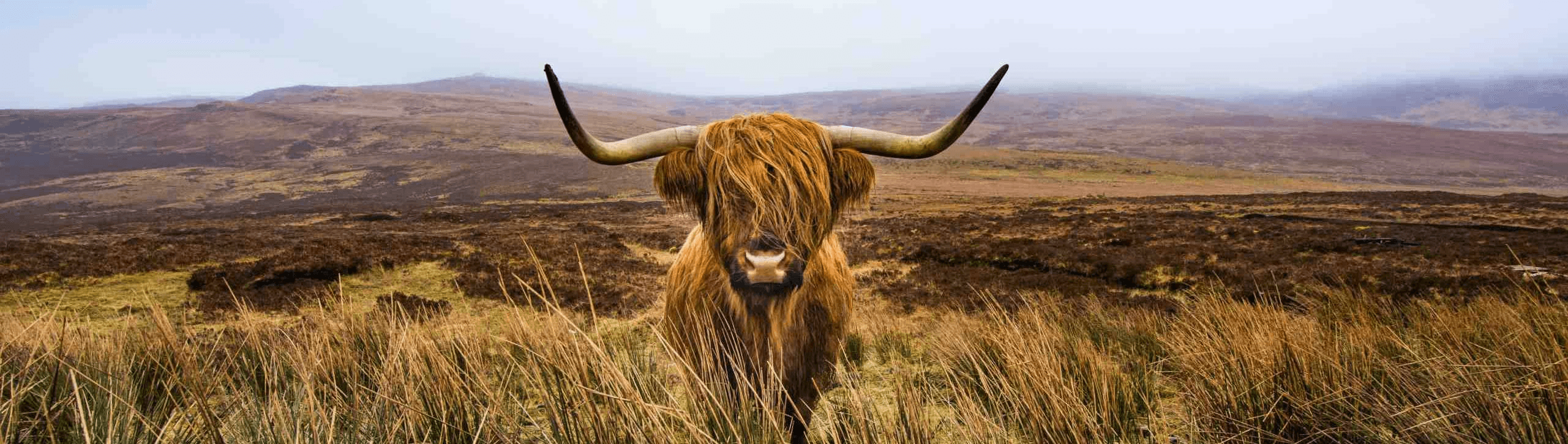 Highland cow in a Scottish landscape