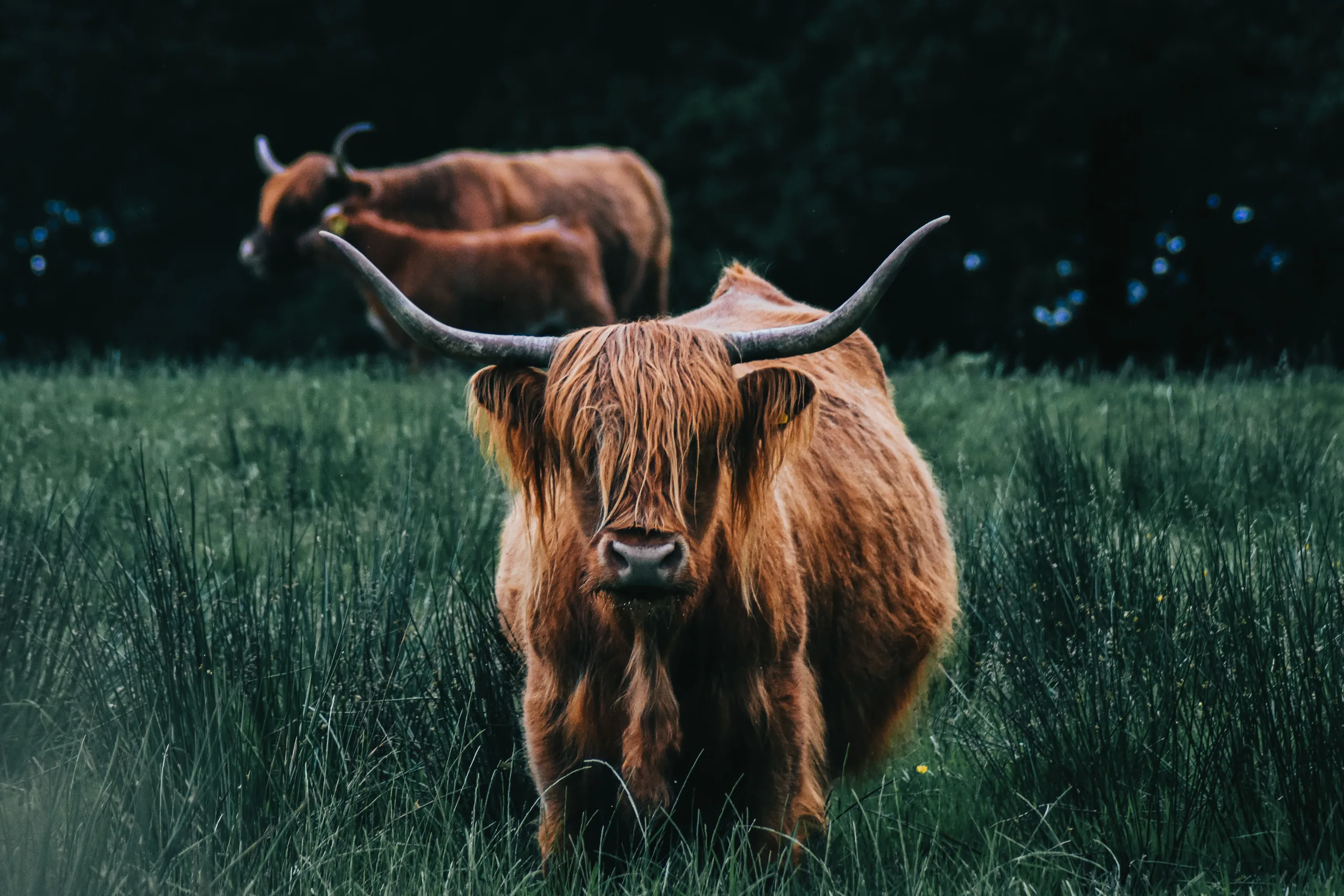 Highland cow in a Scottish landscape