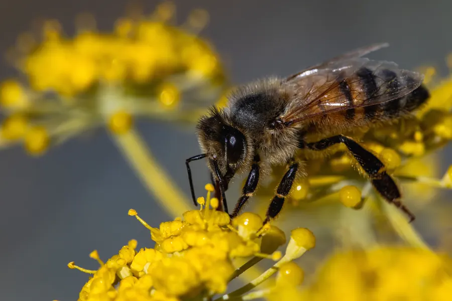 Biodiversity on regenerative farmland