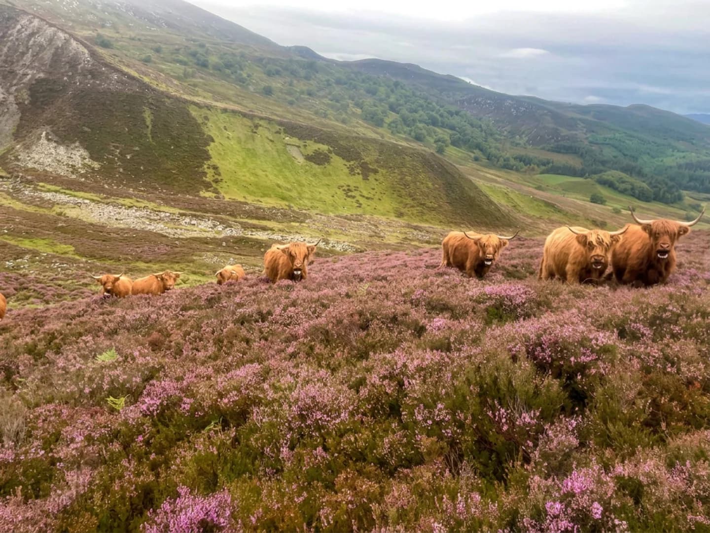 Highland cattle grazing among purple heather