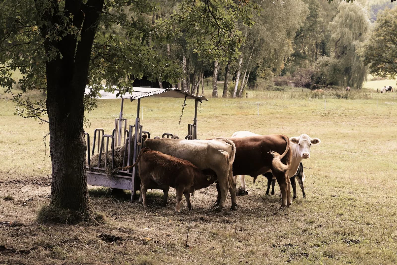 Measured ground on a regenerative farm
