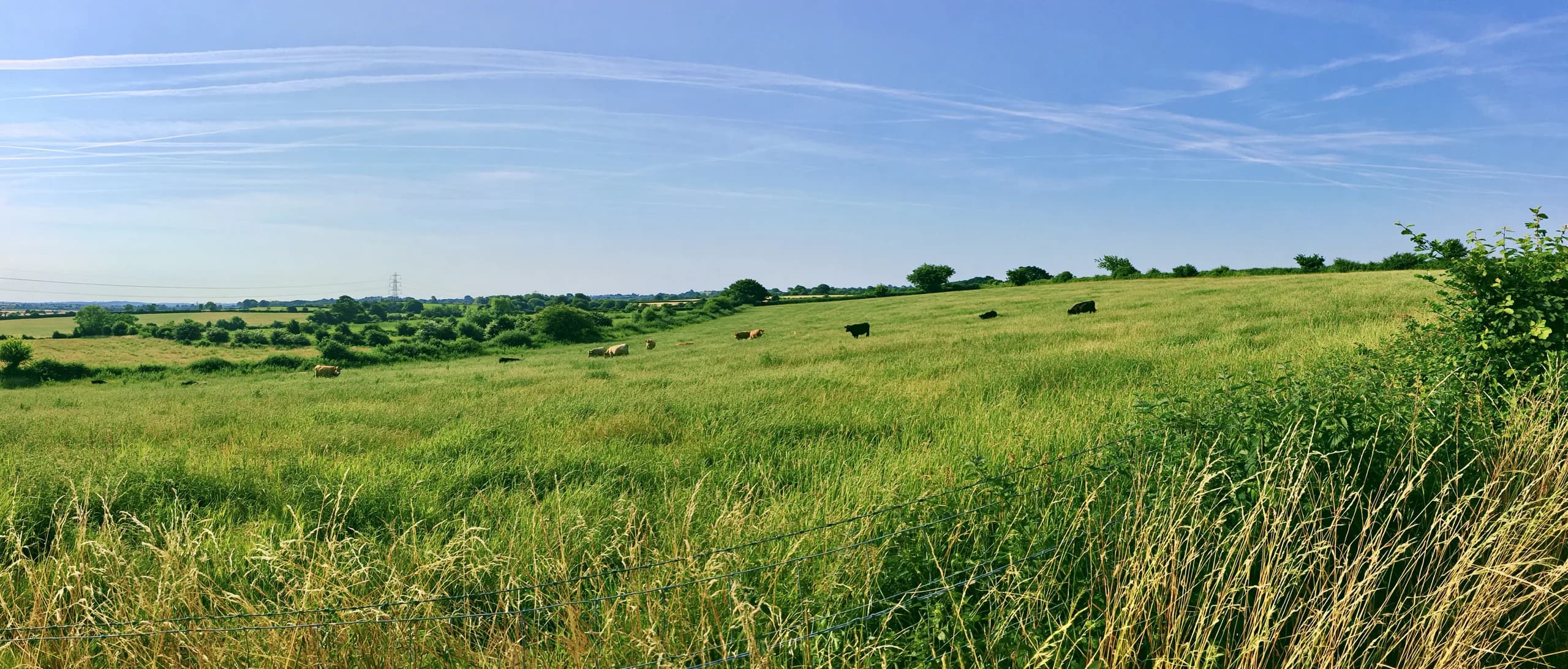 Charter beef marbling and cattle on the hill