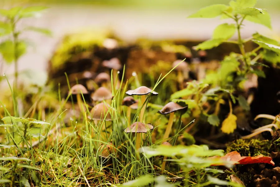Soil health in regenerative pasture