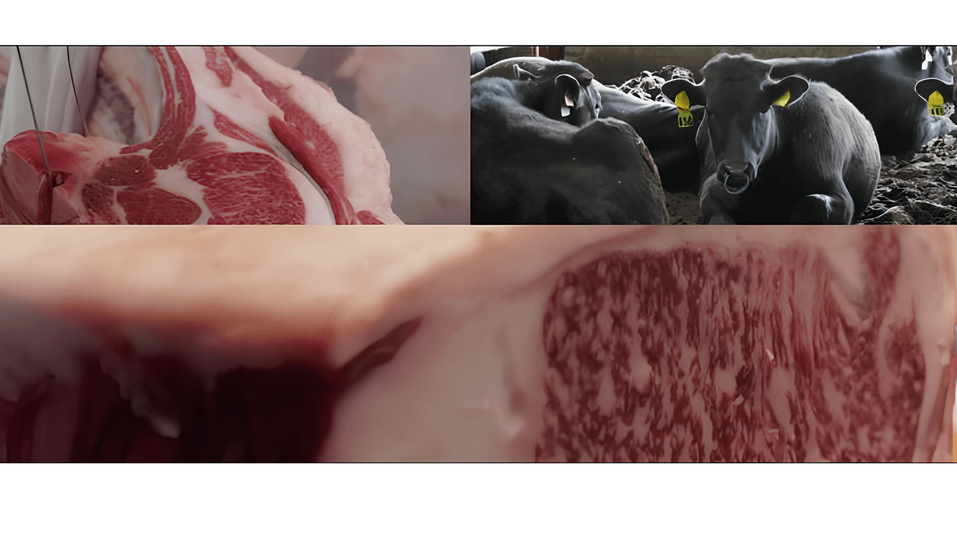 Charter beef marbling and cattle on the hill
