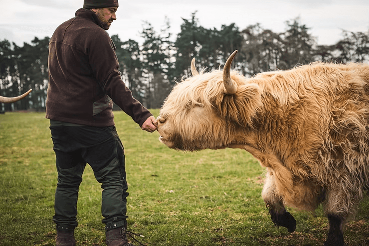Farmers standing with cattle on British upland pasture